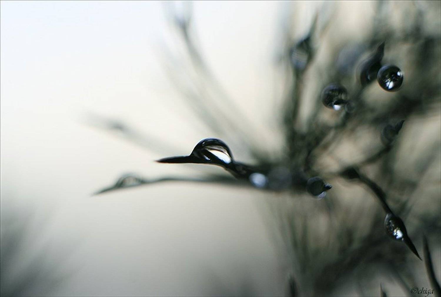 капли, вода, Chiga