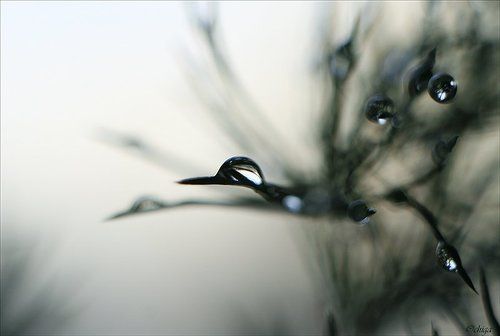 Её называют Птицей...