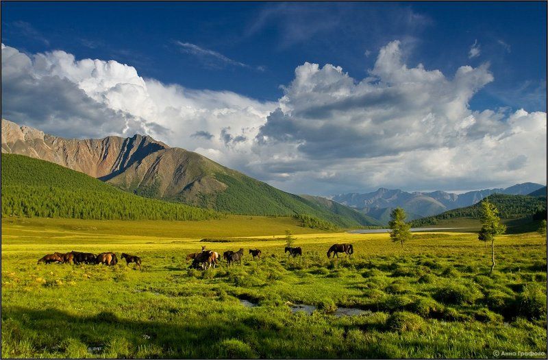 Вечерняя алтайская пастораль