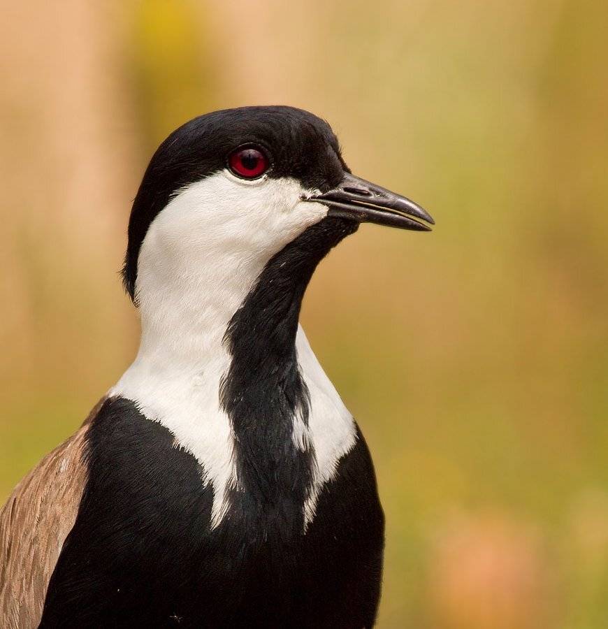шпорцевый, чибис, Alena
