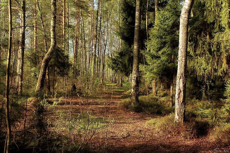 природа, лес, подмосковье, етти