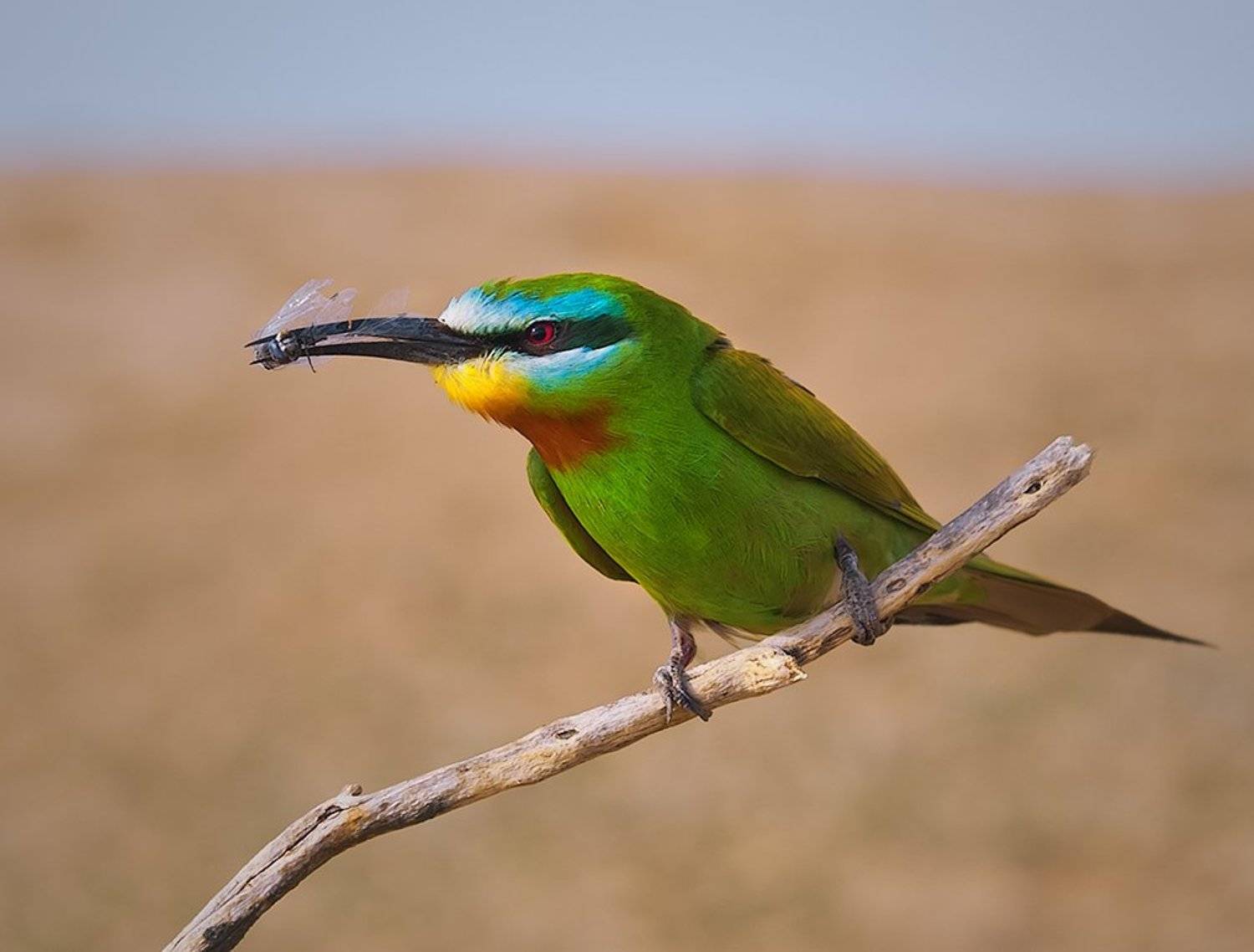 птицы,щурка,зеленая,фотоохота, Ravilin