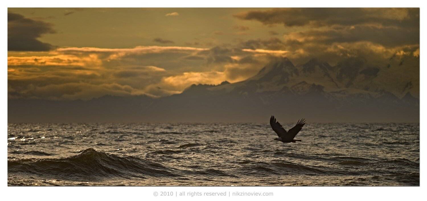 белоголовый орлан, пейзаж, аляска, сша, Николай Зиновьев