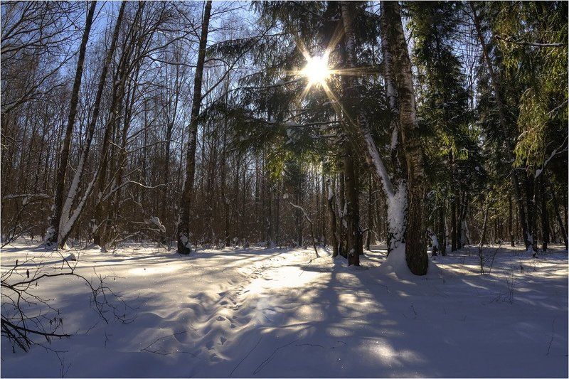 калуга Зимний лес фото превью
