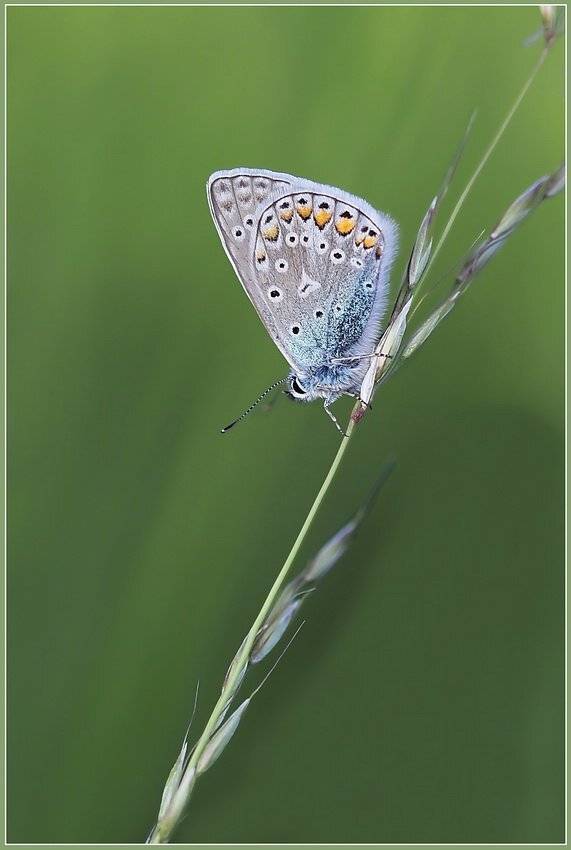 макро, голубянка, Леонид