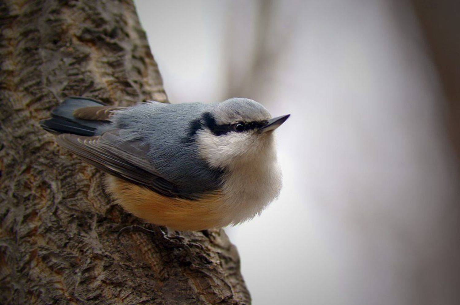 , олег сопов