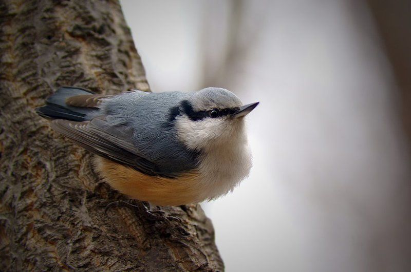 птиц фото превью