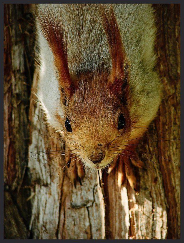 животные, белка, дерево, портрет, глаза, Владимир Крылов