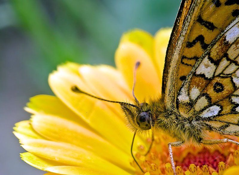 **** фото превью