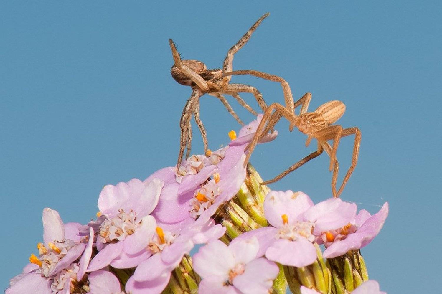 цветок, паучки, макро, Андрей Алексеев