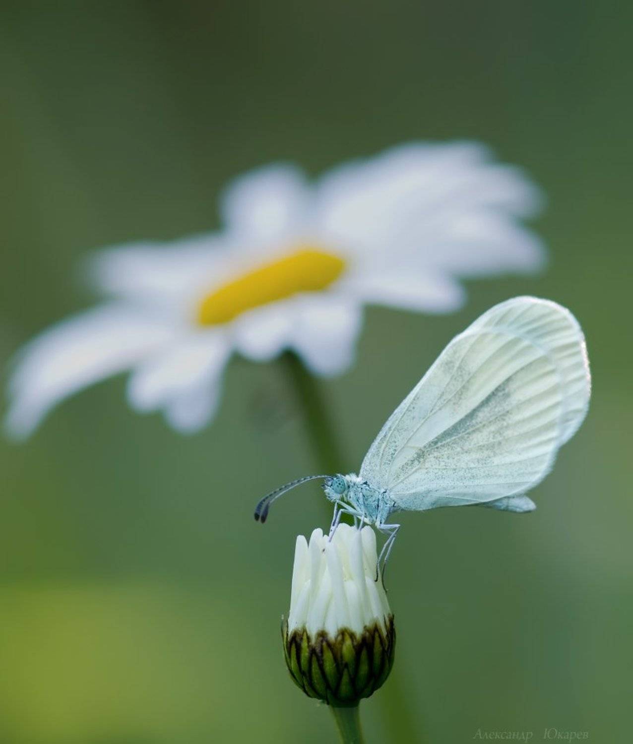 , Александр Юкарев