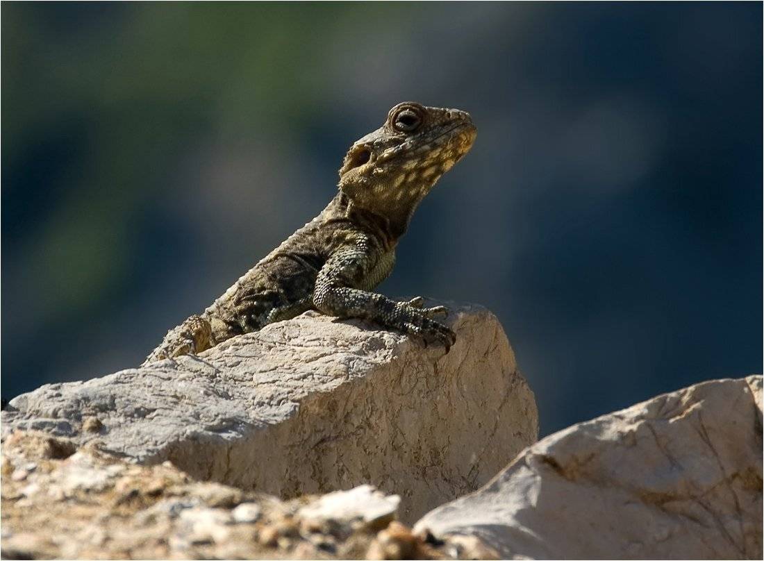 агама, Александр Беляев