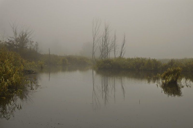 of swamp and fog ... фото превью