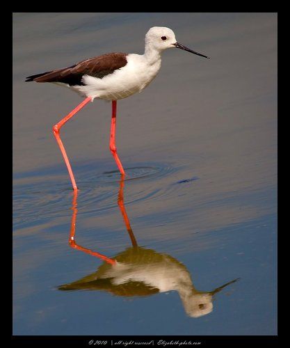 Ходулочник - Himantopus himantopus