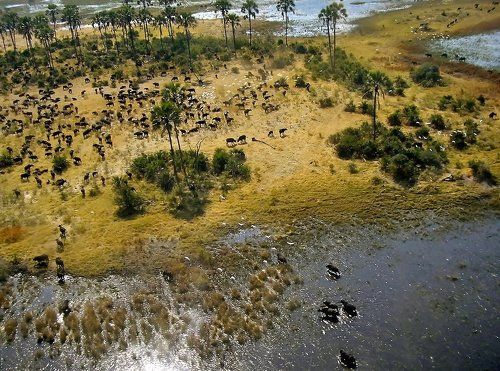 Акаванга (или рай для животных)