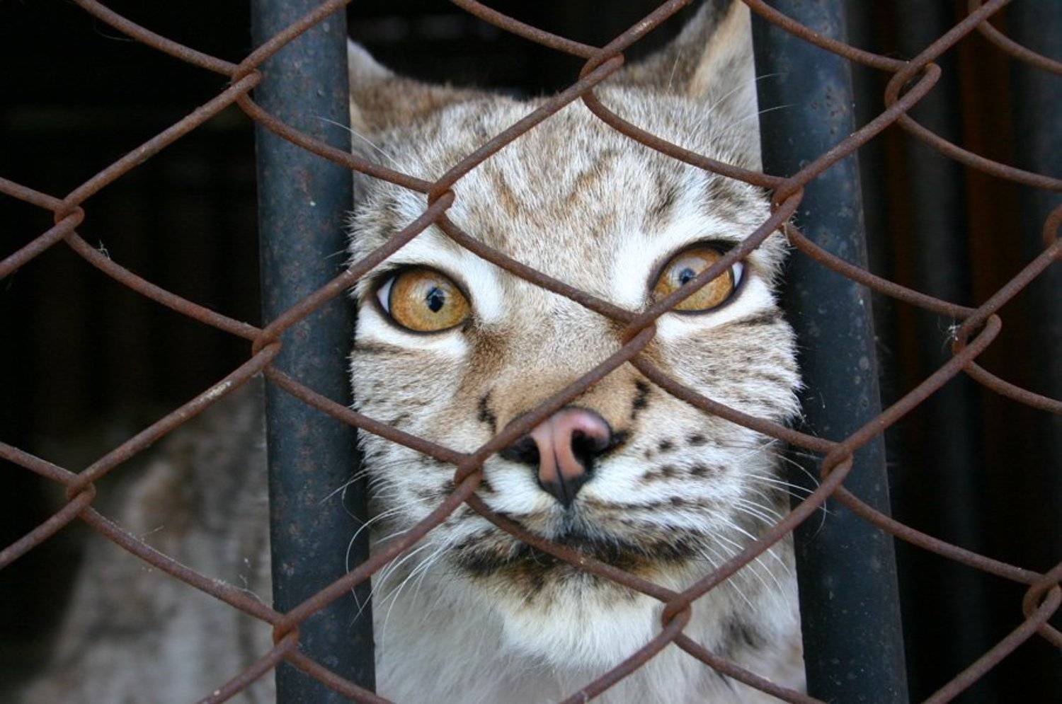 рысь, зоопарк, Dmitriy Kuzmichev