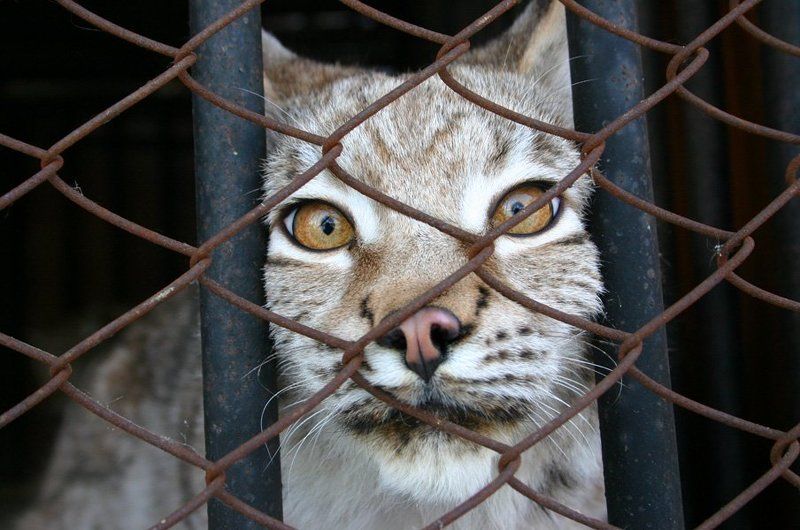 рысь, зоопарк Некуда бежать фото превью