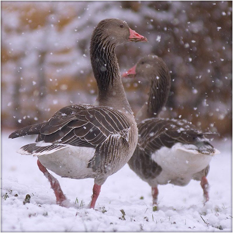 сторожевые фото превью