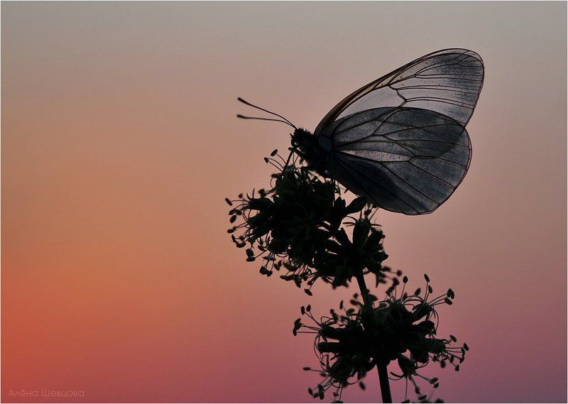 В контровом фото превью