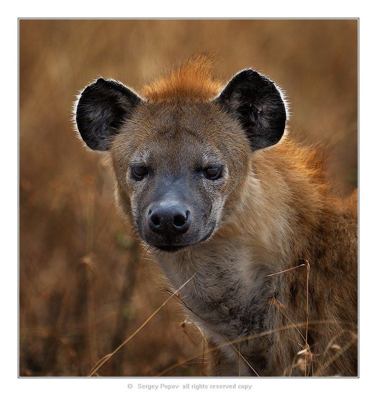гиена, дикие животные, масай мара, кения Житель солнечной саванны! фото превью