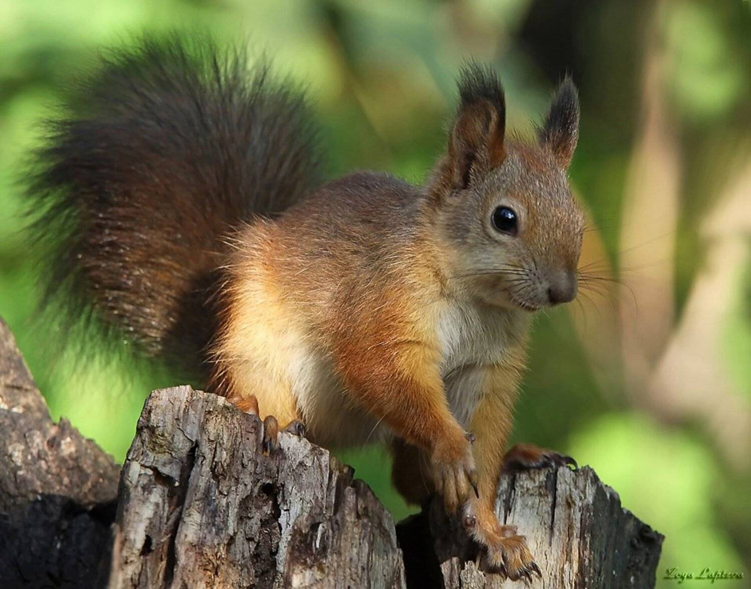 животные, белка, Зоя Лаптева