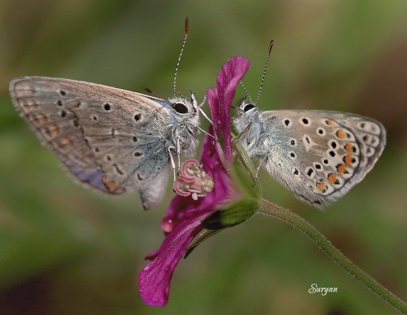 лето, бабочки, травинка Раз,два, три, четыре,пять - я иду искать.... фото превью