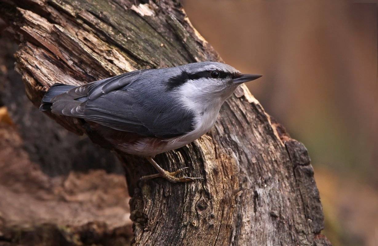 животные, птицы, поползень, Зоя Лаптева