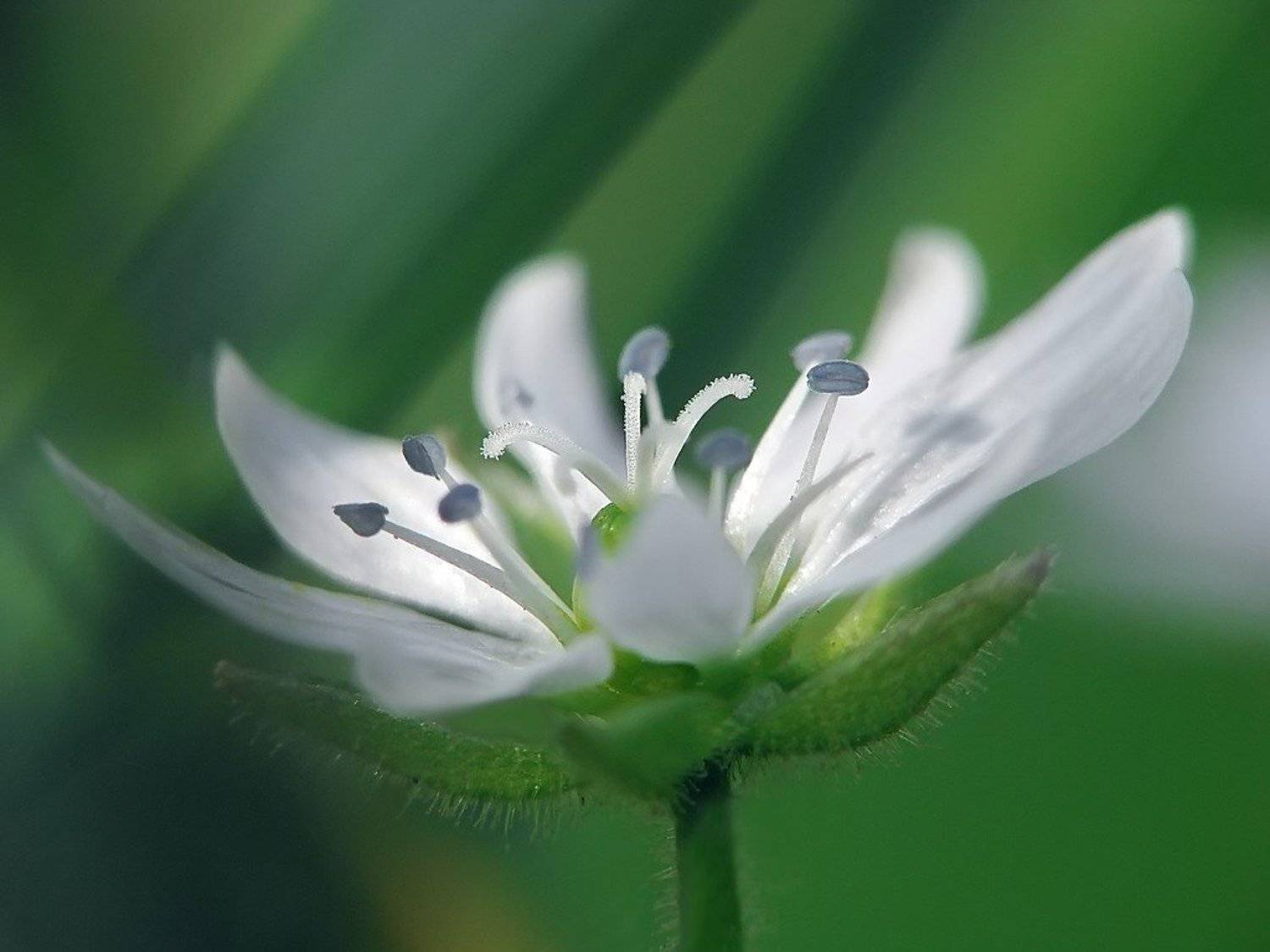 звездчатка, Елена Ворона