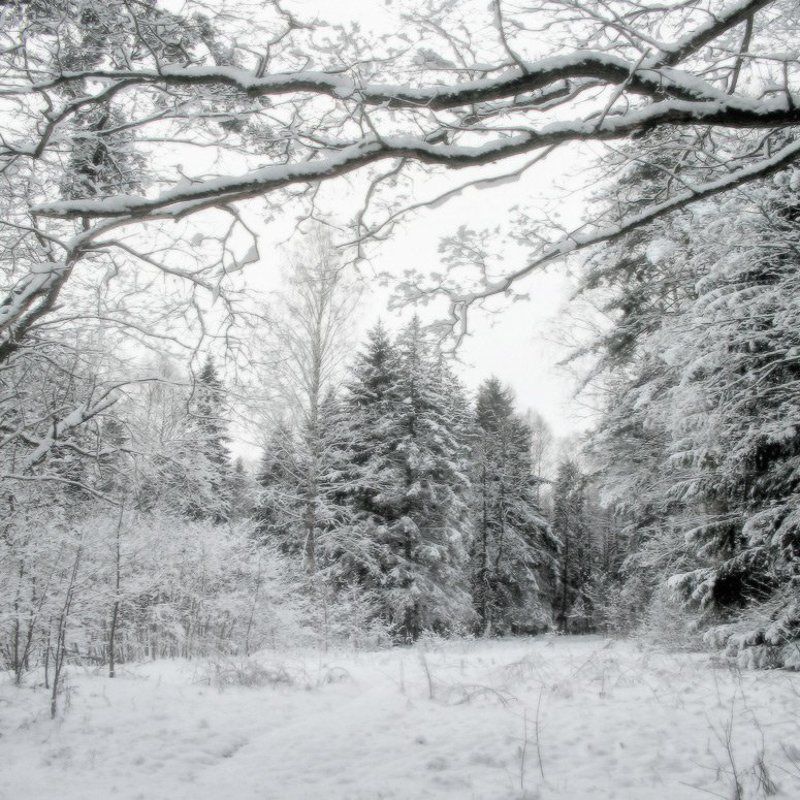 Свежий снег фото превью