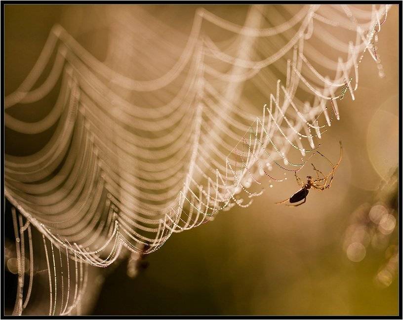 , Бурлов Андрей