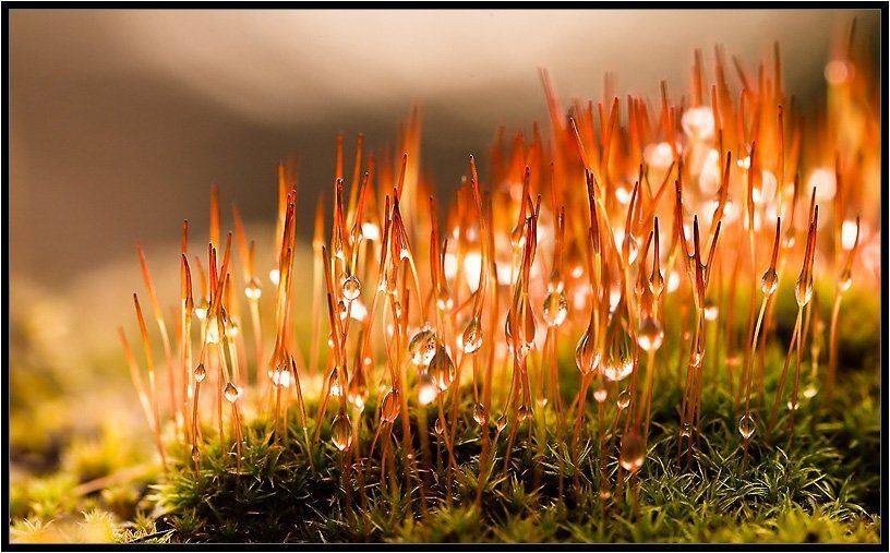 , Бурлов Андрей