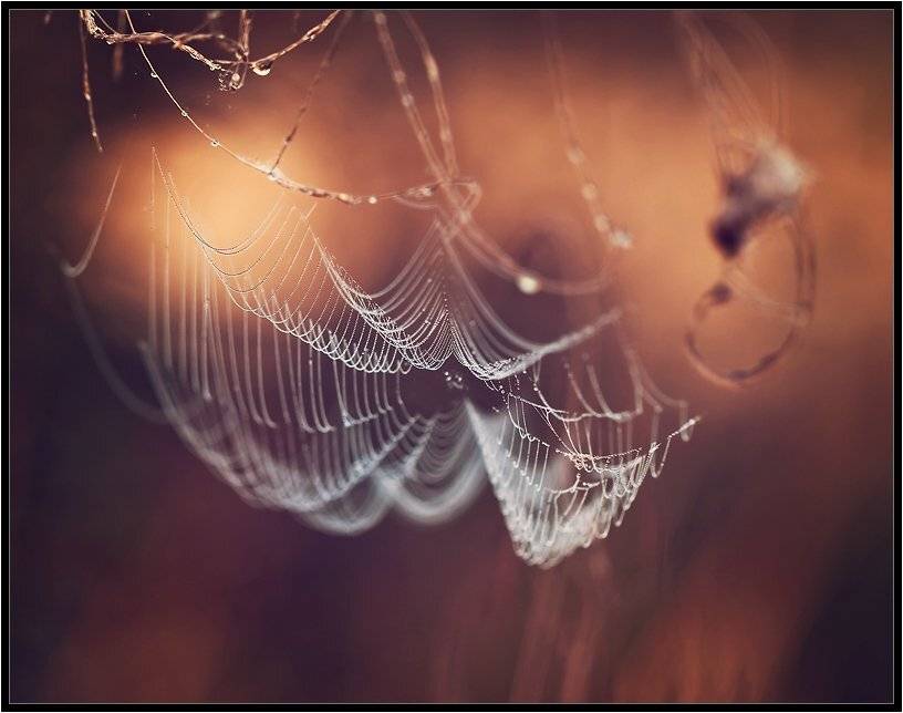 , Бурлов Андрей