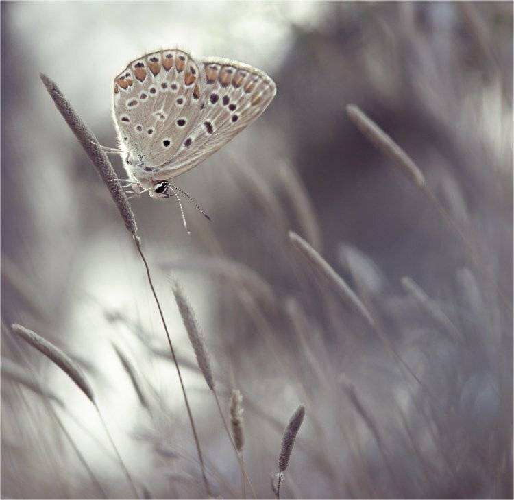 , Наталья Ова