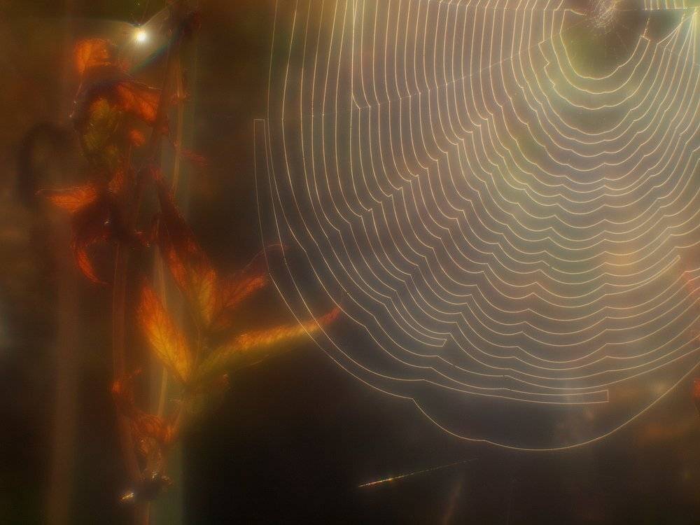 паутина, монокль, Владимир Перепечаев