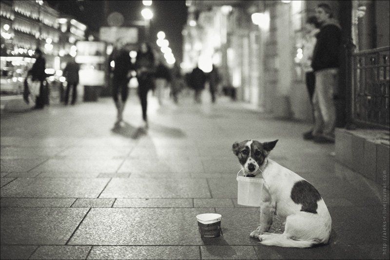 питер О том.кто рядом... фото превью