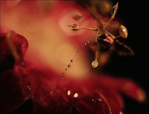 Сказочный мир