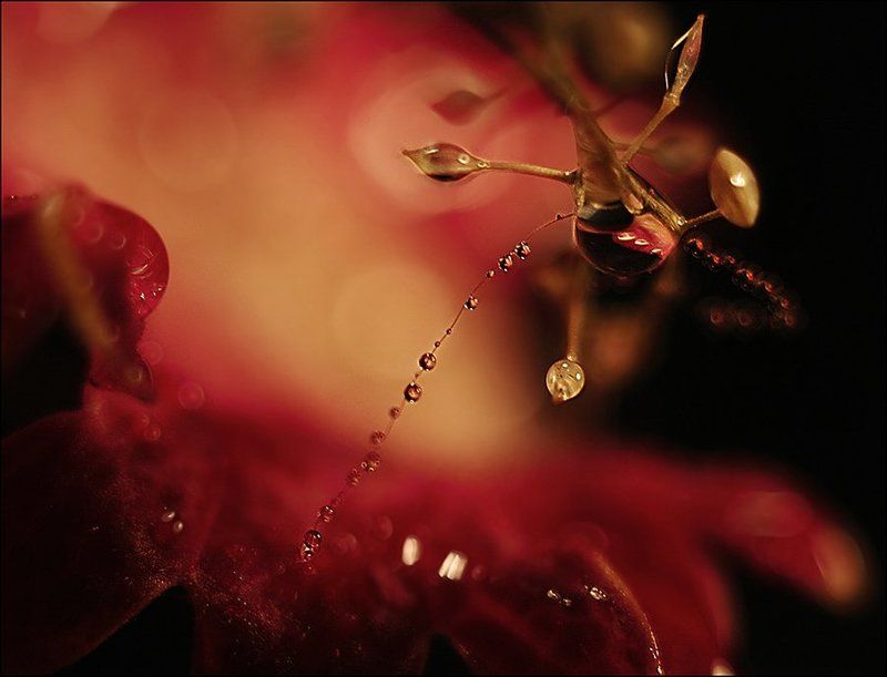 Сказочный мир фото превью