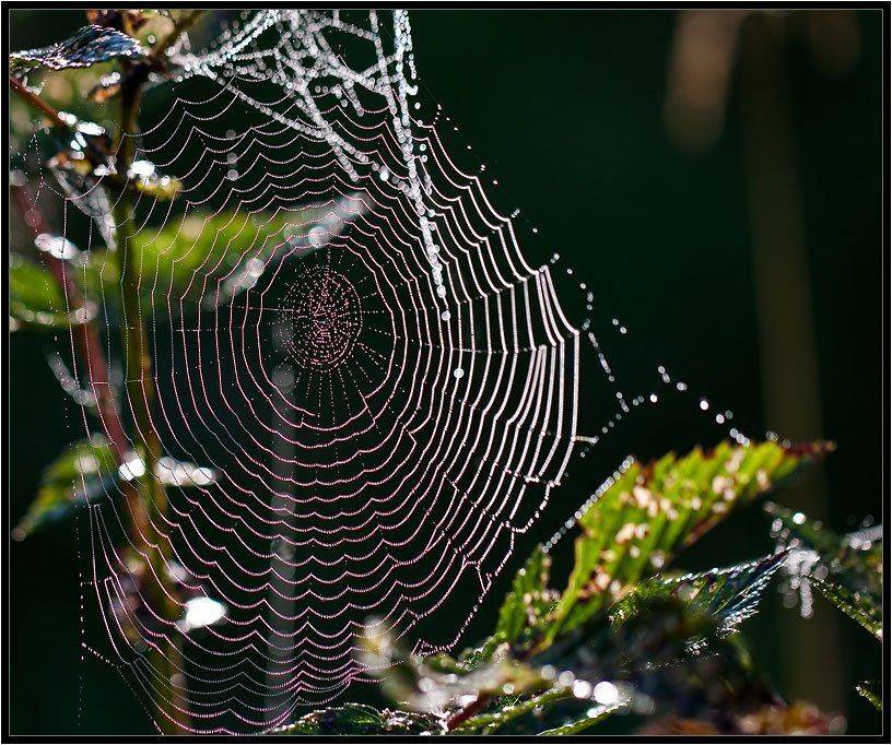 , Бурлов Андрей