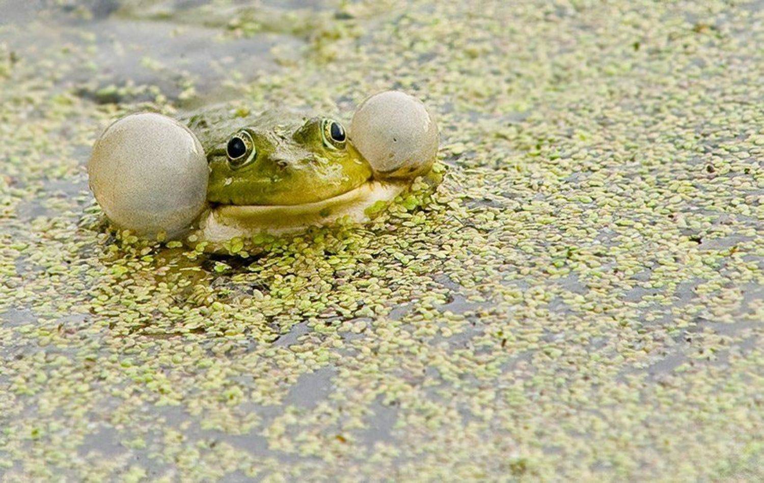 лето, пруд, лягушка, Андрей Алексеев