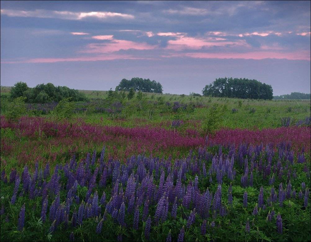 вечер, дождь. рязанщина, Тарасов Алексей