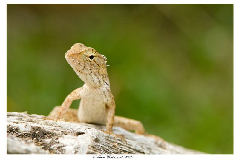 ящерица  фото превью