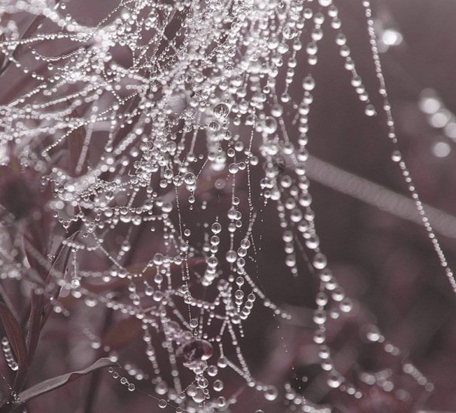 такое, можно, увидеть, только, на, рассвете, Алинция