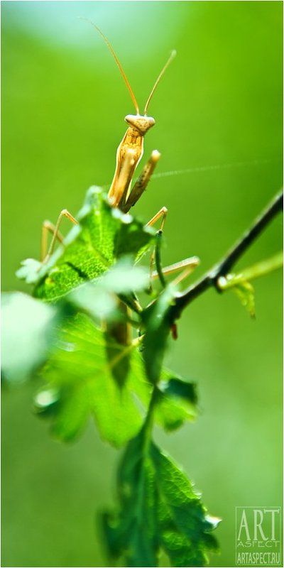 Явление фото превью