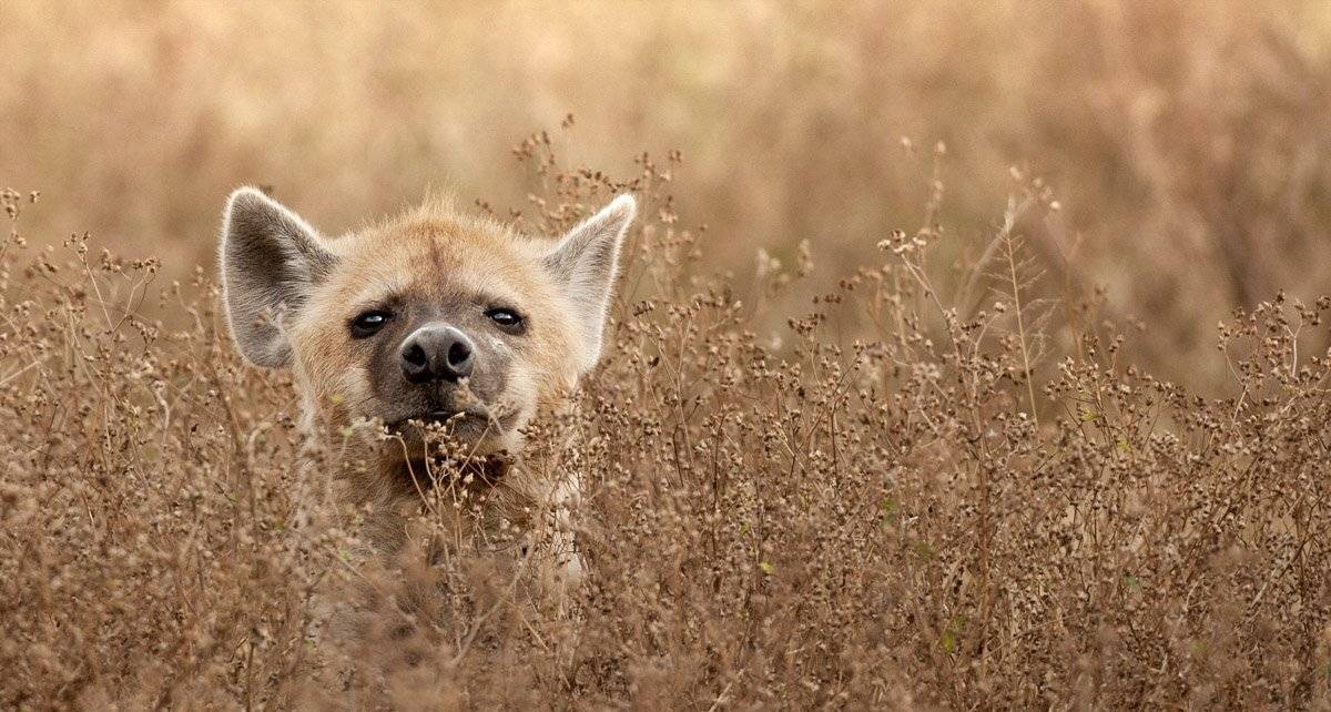 африка, танзания, гиена, Centurion