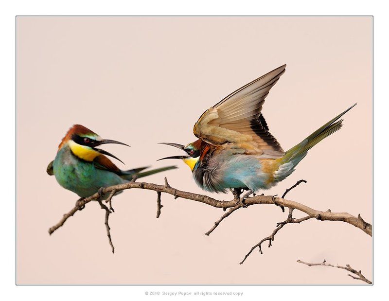 золотистая щурка, птицы, отношения между птицами Боец! фото превью