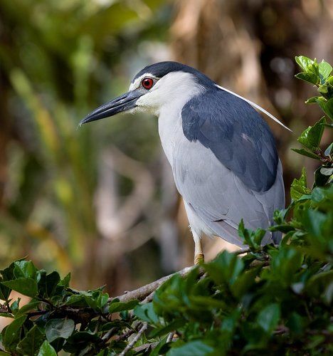 жених с перышком)))