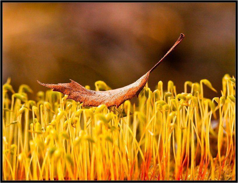 , Бурлов Андрей