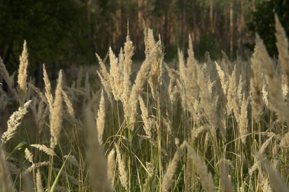 козлов артур, свет, трава, Kozlov Artur