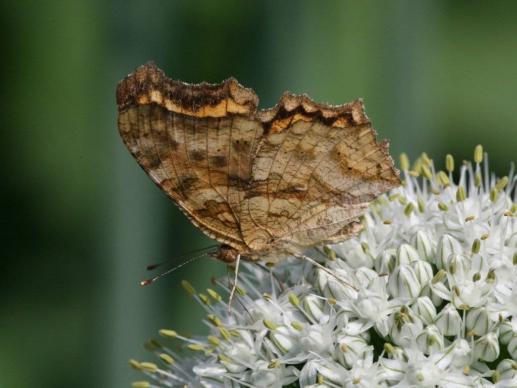 , Николай Сухомлинов