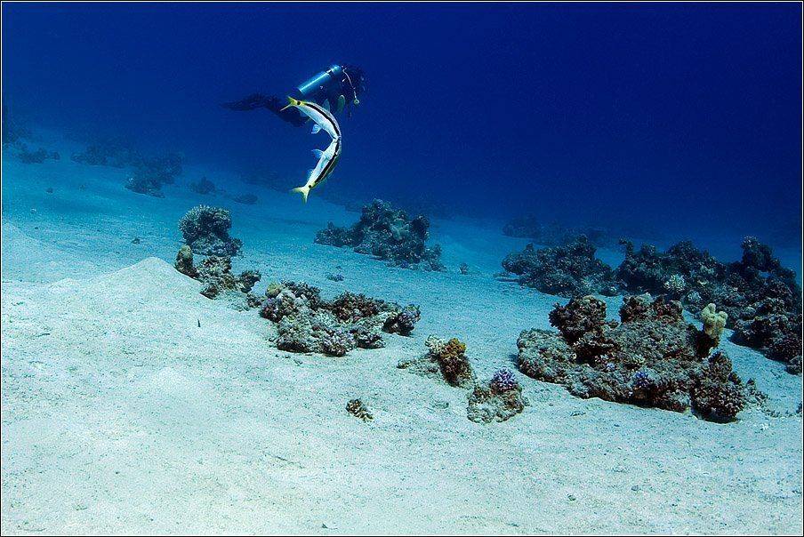 , Владимир Жданов